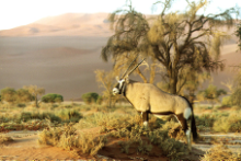 Namibia Wildlife